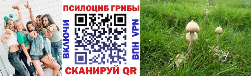 Псилоцибиновые грибы Psilocybine cubensis Байкальск